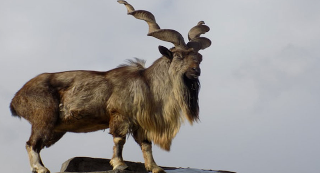 Markhor translates to _____ in Urdu.