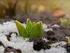 How Bulbs Do For Weeks Under The Snow During The Winter Bulb Life Cycle