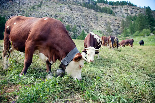 pourquoi-les-vaches-ont-des-cloches-1