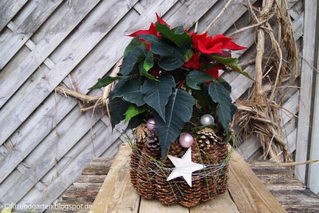 Weihnachtsstern weihnachtlich dekorieren mit Zapfen