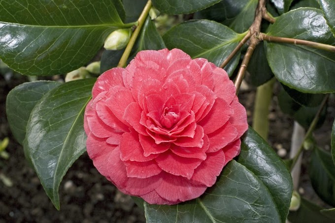 Cvijeće Kamelija (Camellia) smatra simbolom dugovječnosti