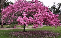 https://gardencenternorthfortmyers.com/images/pages/shadetree/tabebuia-tree-for-sale-4.jpg