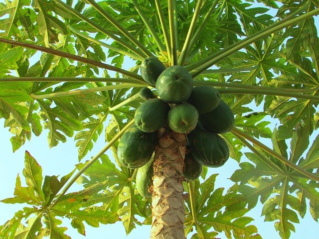 About papaya tree