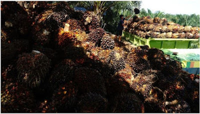 Untuk solusi erick biar petani sawit nggak pusing soal pupuk dan modal