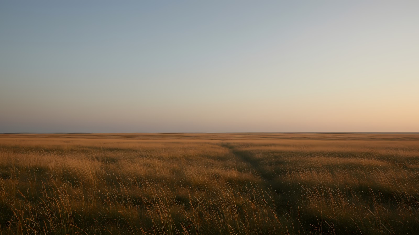 A vast, open field of dry, golden grass stretching to the horizon under a clear sky at dusk