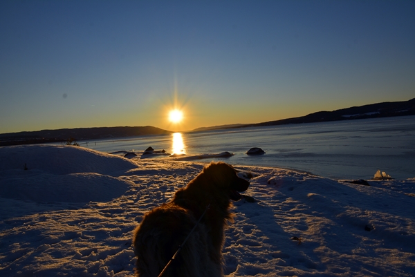 solnedgang røsholmstrande leonberger