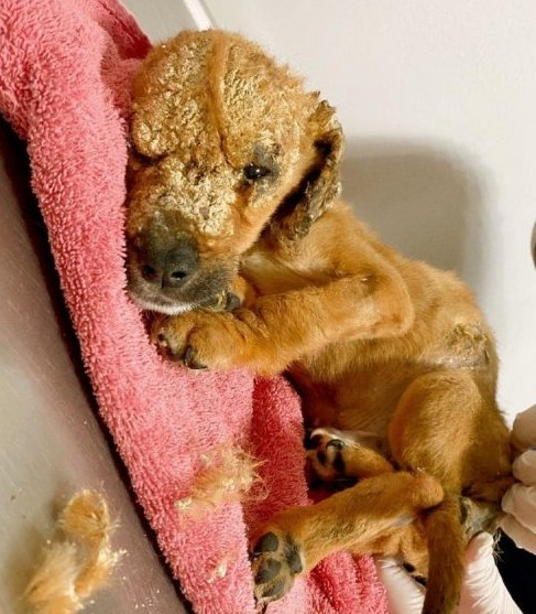 "They rescue the puppy that seemed to be covered in cement, but it was fungi that ate it"