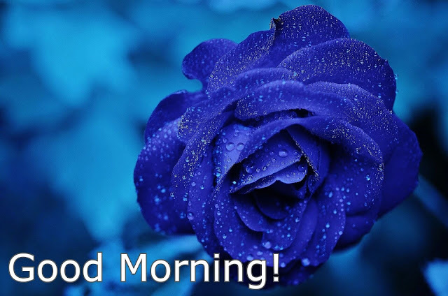 good morning purple flower image