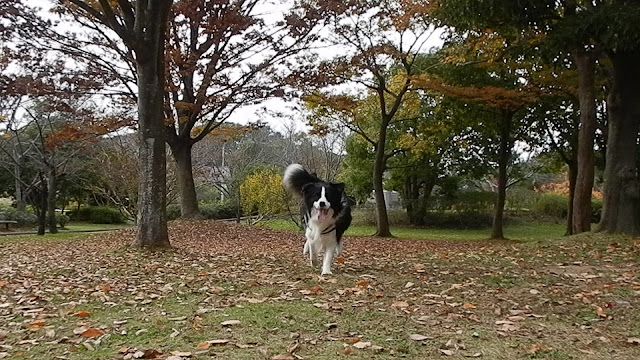 保護犬 ボーダーコリー トーマ