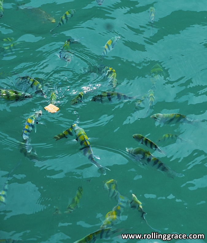 fish feeding langkawi