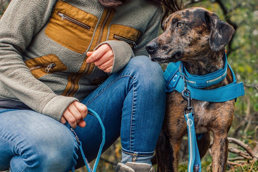 Some Facts About Hands Free Dog Leashes