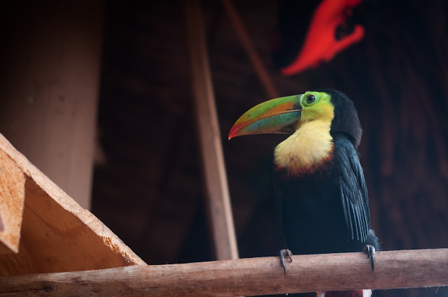 Toucan in Panama; love the world - continue travelling the world!