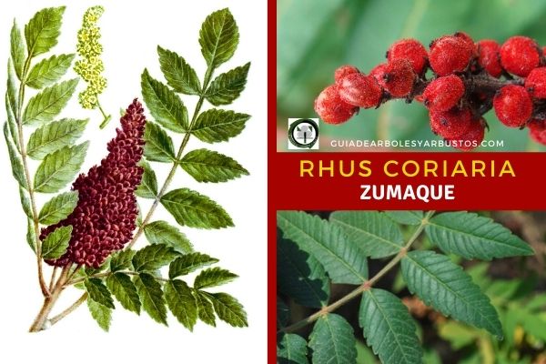 Zumaque comestible, Rhus coriaria