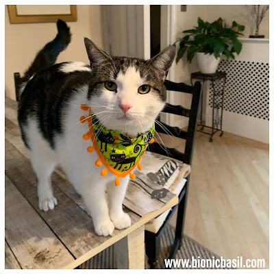 The Mini Pumpkin Trimmed Bandanna on Creepy Crafting with Cats ©BionicBasil®Halloween Special Melvyn
