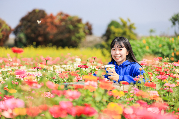 彰化社頭「雙鐵花田」花海搭配火車好好拍，入園送向日葵種籽