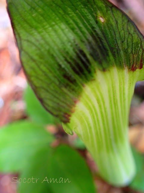 Arisaema monophyllum