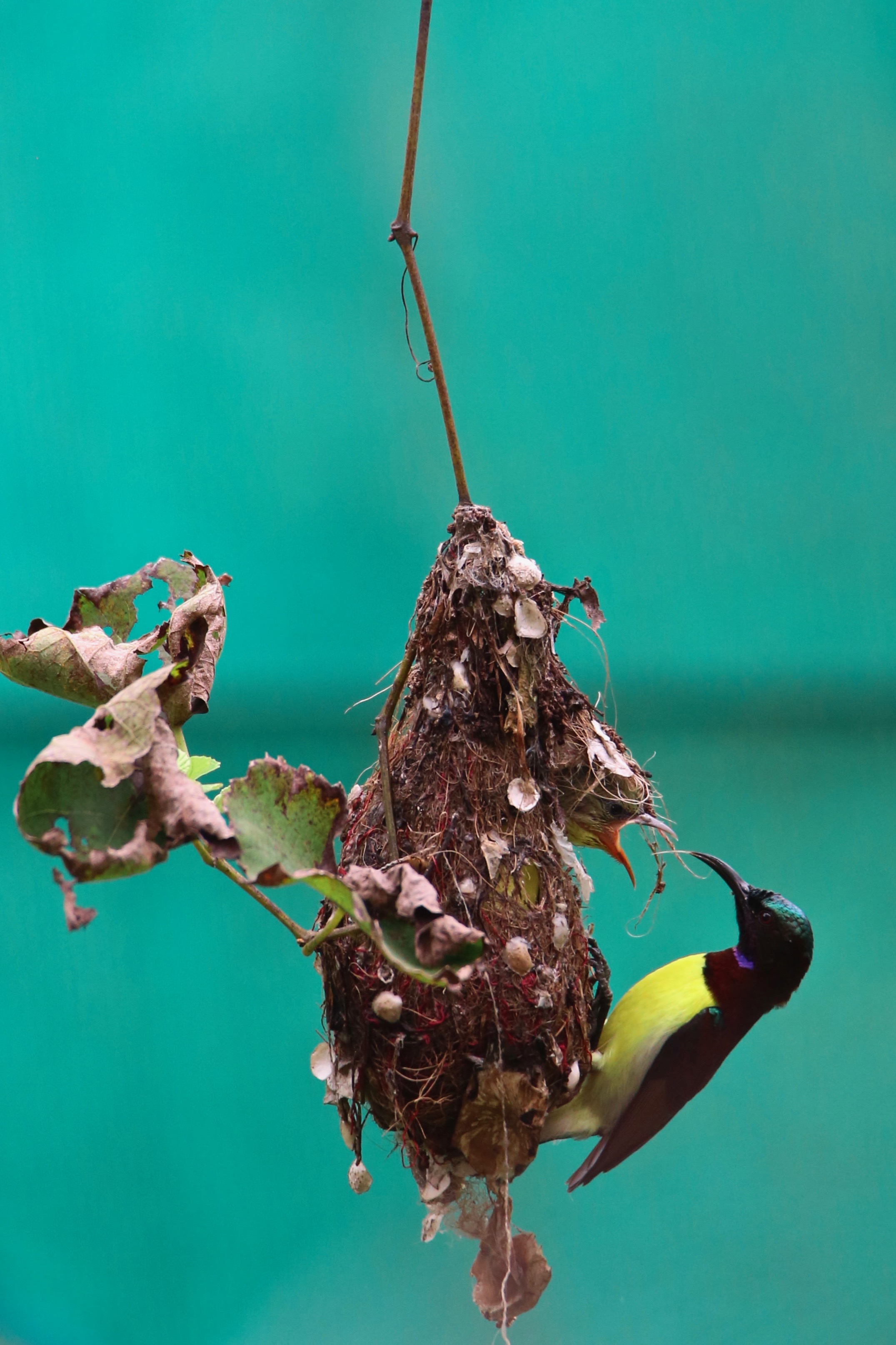 Purple-rumped sunbird's nest, birds of India high resolution images free