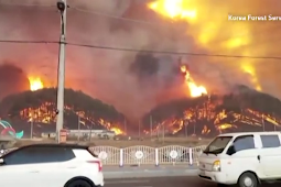 Kebakaran Hutan Dekati Pembangkit Listrik Tenaga Nuklir Hanul di Korea Selatan