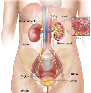 ALIMENTACION SALUDABLE PARA CUIDAR TU SISTEMA RENAL