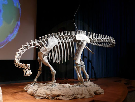Nigersaurus dinosaur fossils