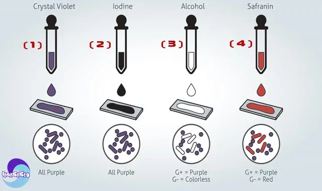 How to make a Gram stain for bacteria