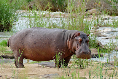 hippo spirit animal