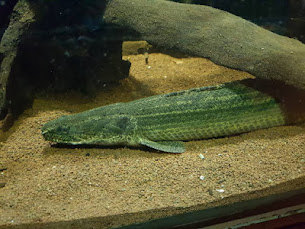 Ikan Palmas Lapradei ( Polypterus bichir )
