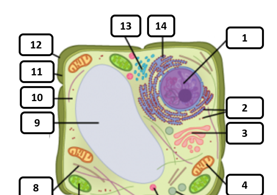 Diagram Quiz on Plant cell Structure and Function | Cell Biology Quiz