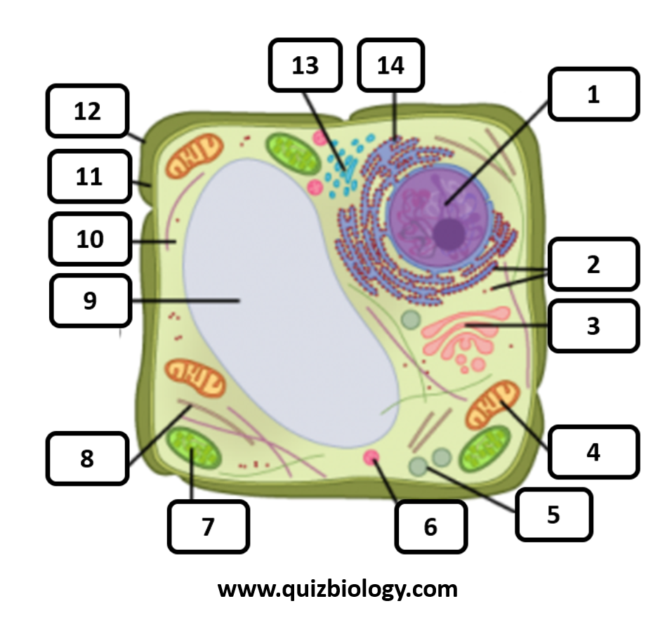 Diagram Quiz on Plant cell Structure and Function | Cell Biology Quiz