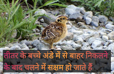 titar bird in hindi