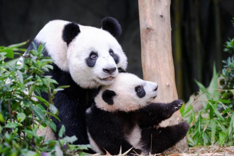 S'pore's first panda cub Le Le (叻叻 Lè lè) joins mum at Giant Panda Forest exhibit, posted on Thursday, 10 March 2022