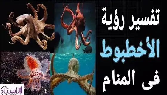 Interpretation-of-seeing-an-octopus-in-dream