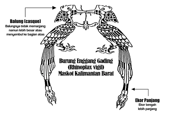 Burung Enggang Mana Maskot Kalbar