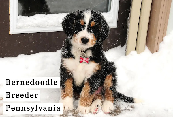 Bernedoodle breeder Pennsylvania