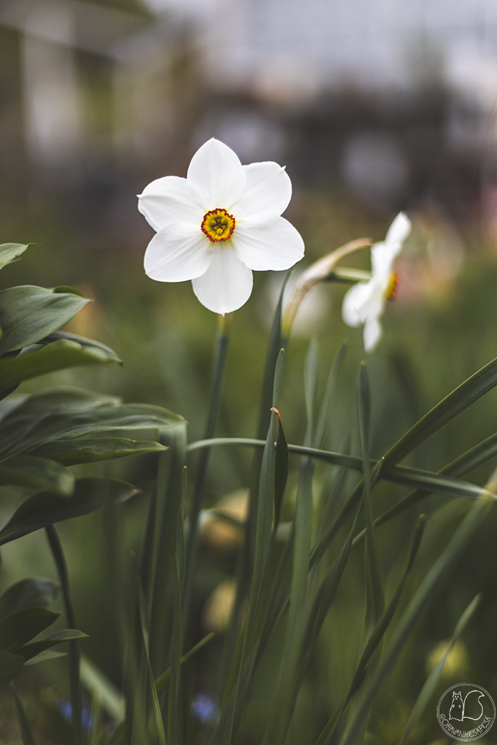 Oravankesäpesä siirtolapuutarha puutarha narsissi valkonarsissi Narcissus poeticus runoilijanarsissi