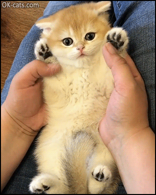 Cute Kitten GIF • Adorable British shorthair lying on its back in Moms hand loves sweet paw rubs [ok-cats.com]