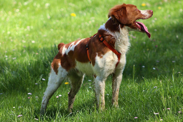 brittany-dog