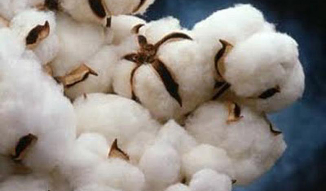 Propuesta de SCJN niega permiso de siembra de algodón a Monsanto
