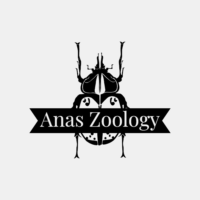 Anas Zoology