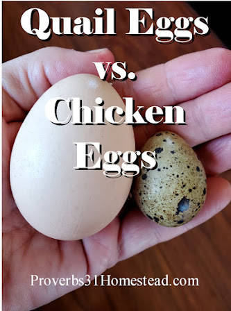 TasteAtlas - Nearly all poultry eggs are edible - from tiny quail eggs to  giant ostrich eggs. Learn about different eggs, their average size, and  their nutritional value.