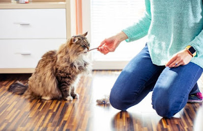 Snack Kucing yang Mengandung Green Tea