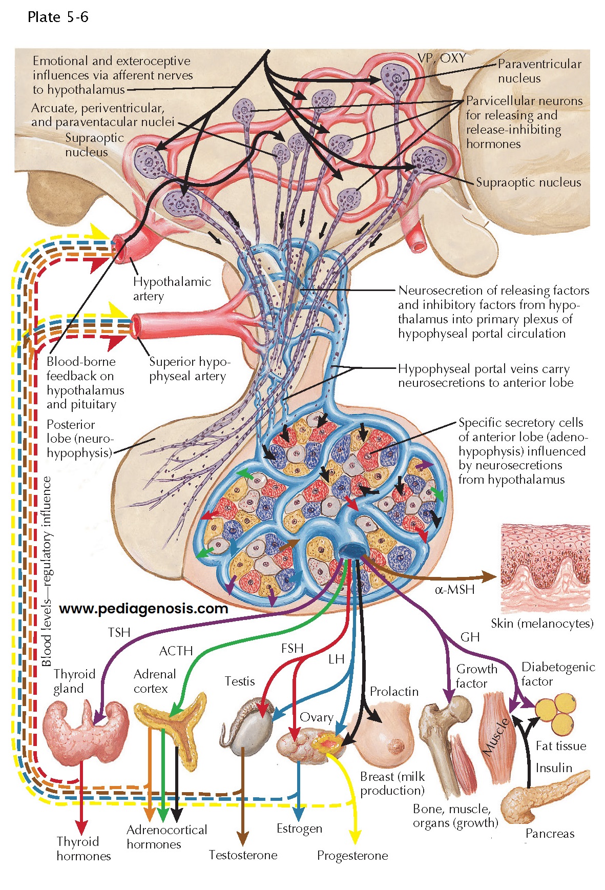 HYPOTHALAMIC CONTROL OF THE ANTERIOR AND POSTERIOR PITUITARY GLAND