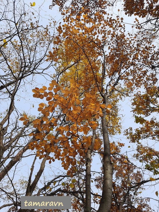 Мелкоплодник ольхолистный / Рябина ольхолистная (Micromeles alnifolia, =Sorbus alnifolia)