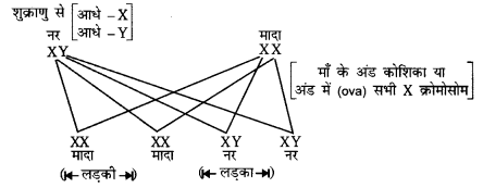 Solutions Class 10 विज्ञान Chapter-9 (अनुवांशिकता एवं जैव विकास)