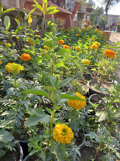Mexican Marigold Flower full Information