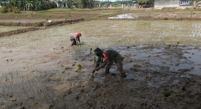 Kendati Hari Libur Dimanfaatkan Babinsa Woyla Timur Bantu Petani Tandur