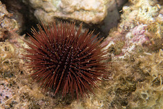 Especies españolas: 10. Erizo de mar (Paracentrotus lividus)