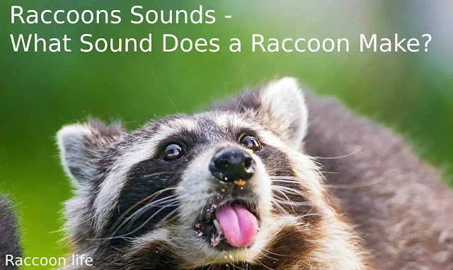 Raccoons Sounds - What Sound Does a Raccoon Make