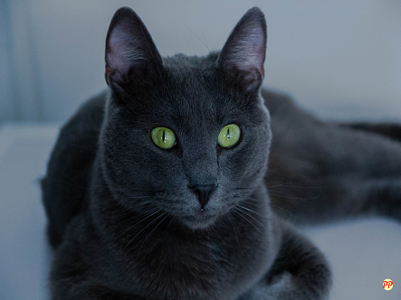 Harga Kucing Russian Blue Anakan dan Dewasa (Murni & Mix Breed) Terbaru