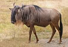 gnu